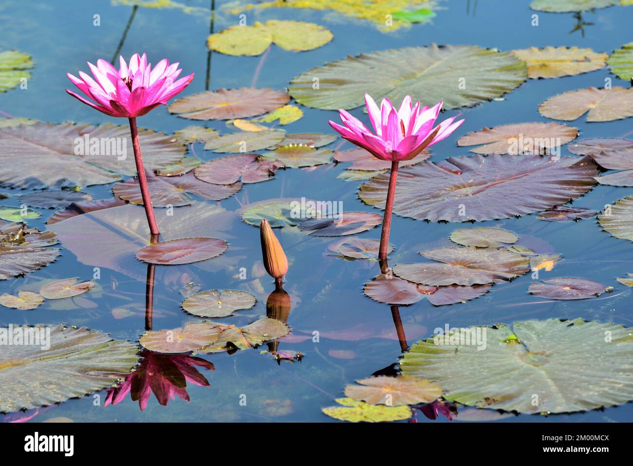 Dos flores de loto rosa con brote en estanque, Nelumbo nucifera, loto sagrado, laxmi loto, loto indio, Chikhli, Navsari, Gujarat, India, Asia Foto de stock