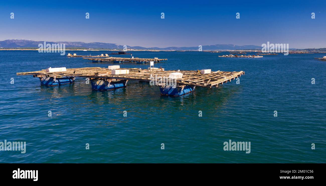 Granjas acuícolas de mejillones
