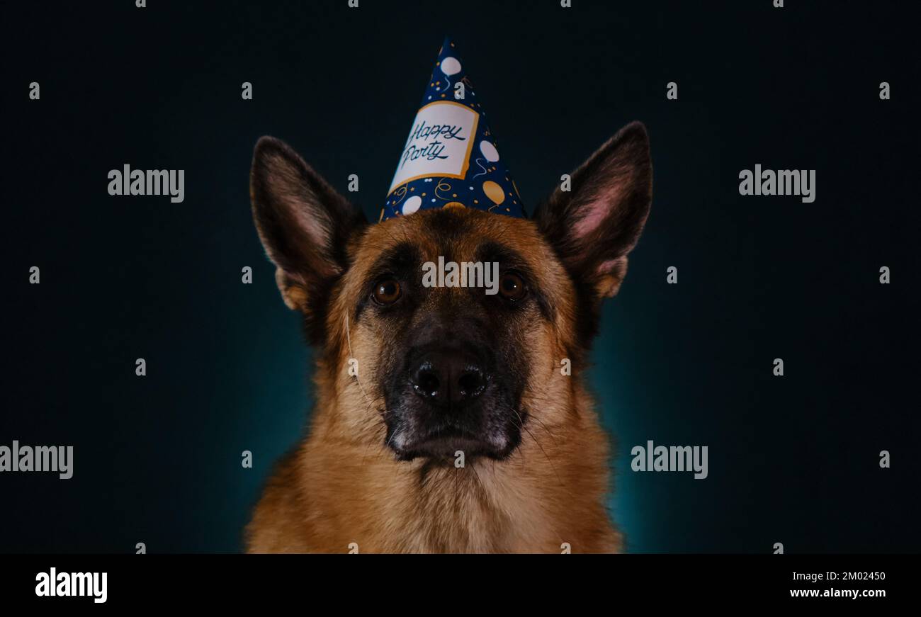 Concepto de perro que celebra cumpleaños como humanos. Pastor alemán con gorro de papel festivo con inscripción fiesta feliz. Retrato de estudio en primer plano en la oscuridad Foto de stock