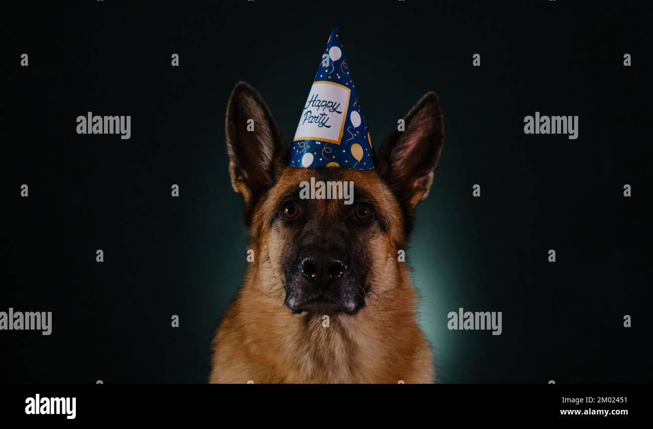 Concepto de perro que celebra cumpleaños como humanos. Pastor alemán con gorro de papel festivo con inscripción fiesta feliz. Retrato de estudio en primer plano en la oscuridad Foto de stock