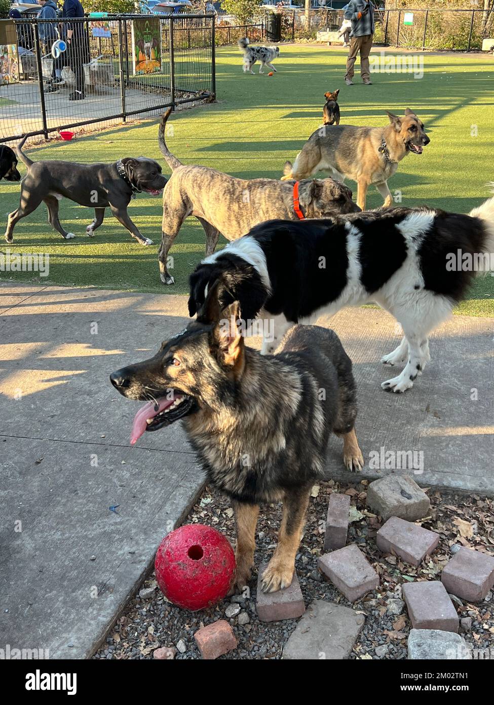 Los perros grandes se relajan en un parque canino en el Parade Grounds en  Brooklyn, Nueva York Fotografía de stock - Alamy