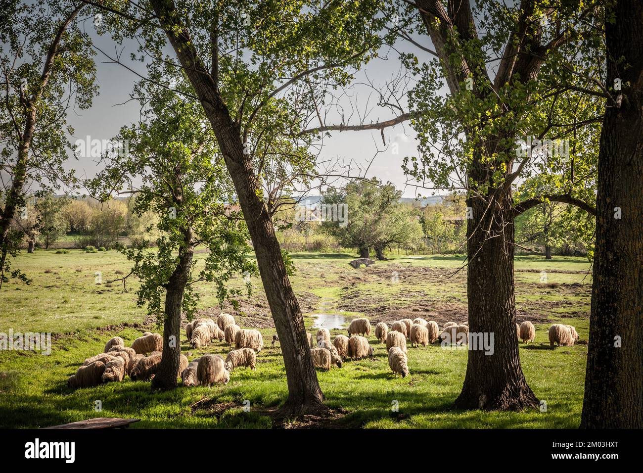 Imagen de ovejas, ovejas blancas, de pie en un pasto. Las ovejas son mamíferos quadrupedos, rumiantes típicamente mantenidos como ganado. Como la mayoría de los rumiantes, mierda Foto de stock