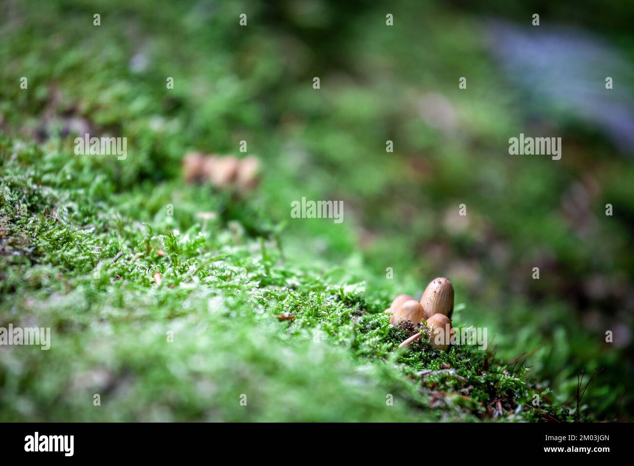 Imagen de hongos creciendo en musgo en un tronco de madera muerta en otoño. Foto de stock
