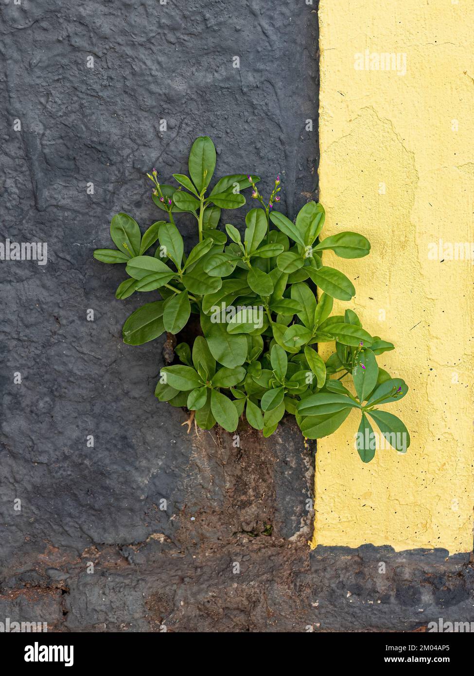 Espinaca filipina Planta de la especie Talinum fruticosum Foto de stock