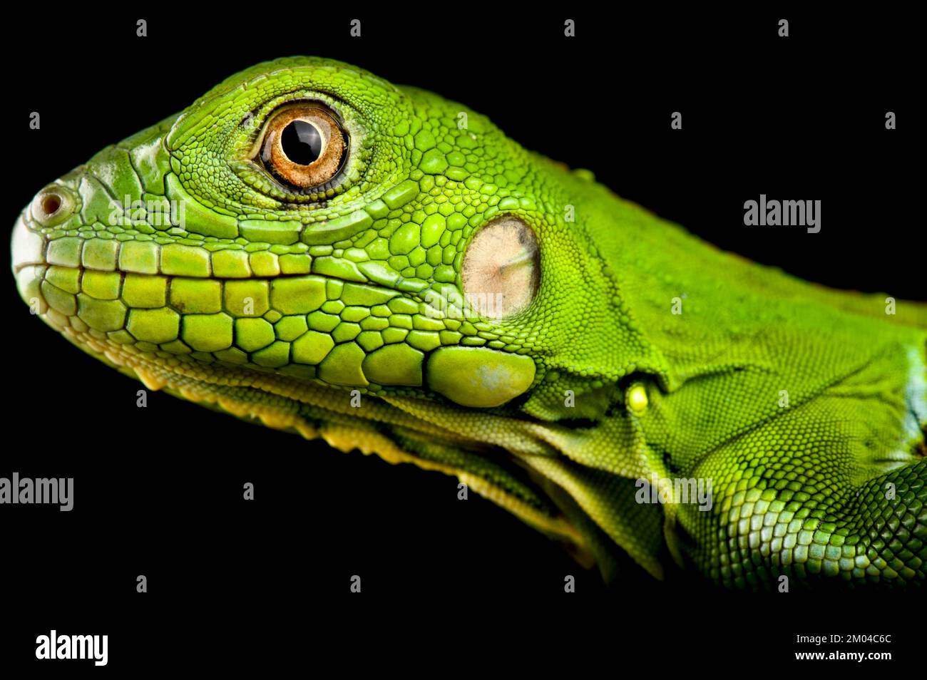 Iguana verde (Iguana iguana) juvenil Foto de stock
