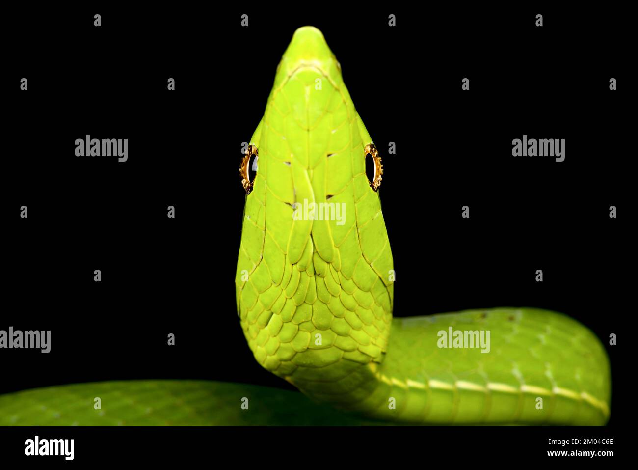 Serpiente de vid verde (Oxybelis fulgidus) Foto de stock
