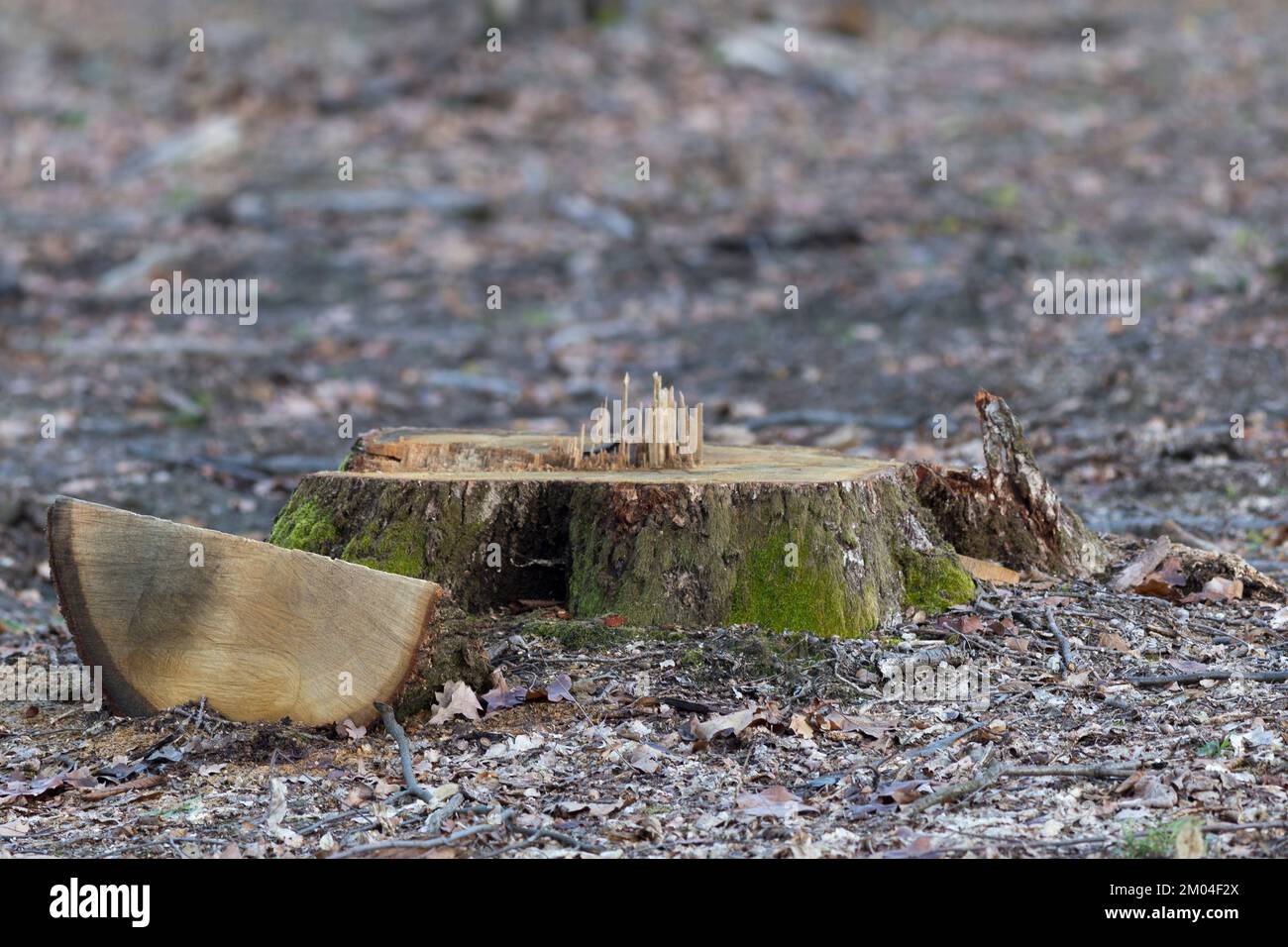 Panorama Del Concepto De Deforestación. Muñón De árbol Después De ...