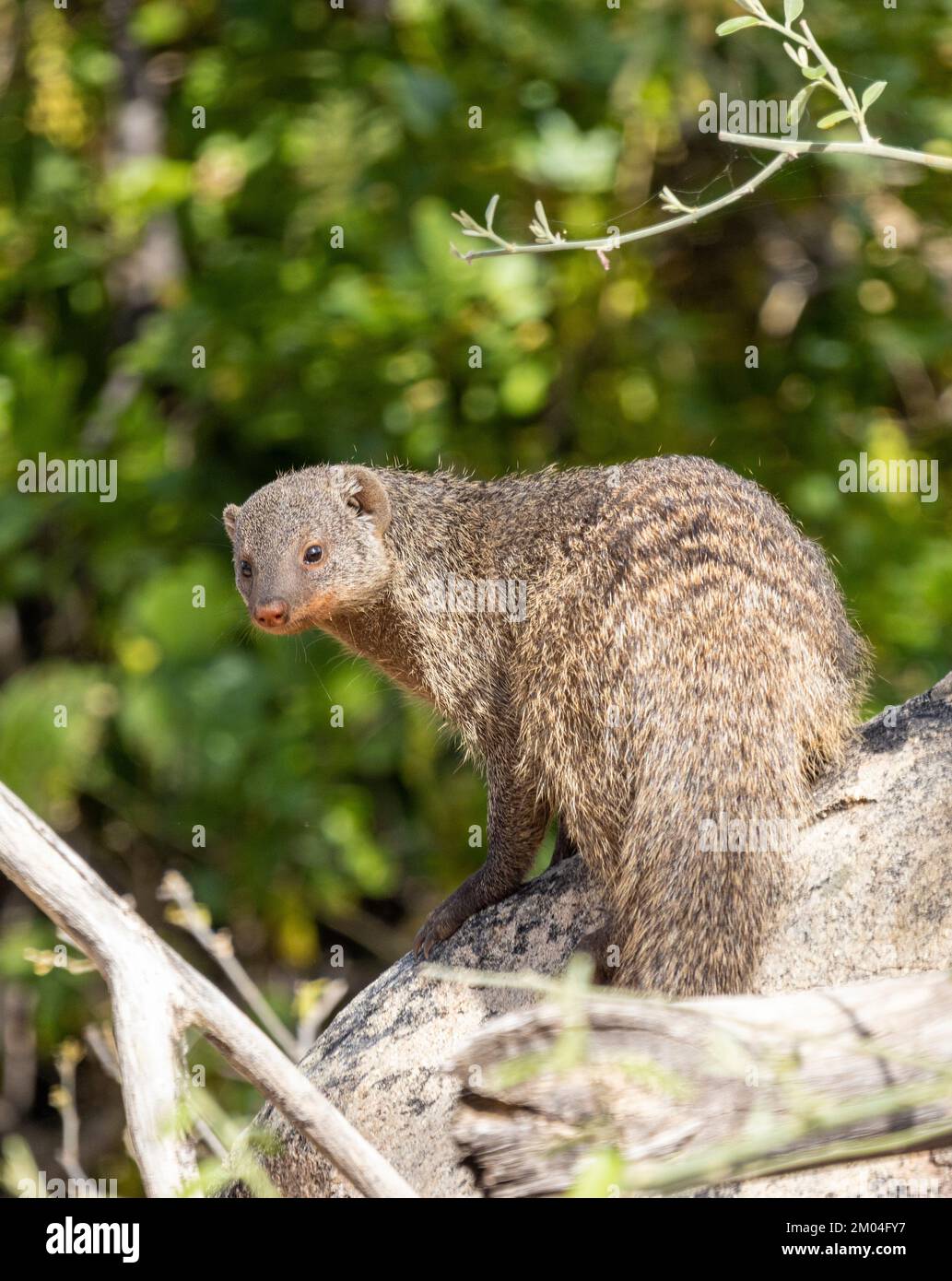 La mangosta Banded es una de las pocas especies de la familia que es