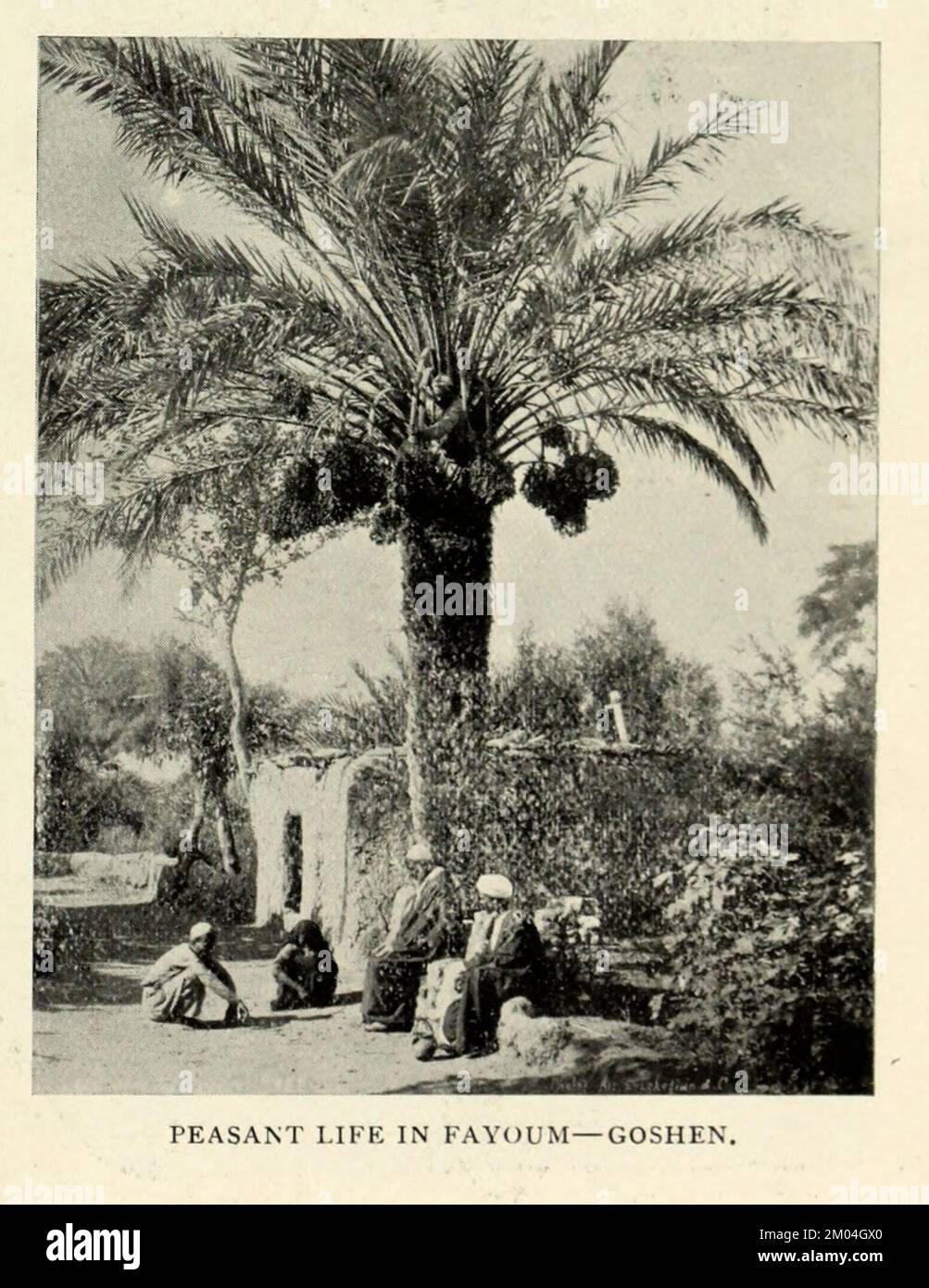 Vida campesina en Fayoum / Faiyum Goshen, Egipto del artículo EL RIEGO ANTIGUO Y MODERNO EN EGIPTO. Por Cope Whitehouse. De la revista Engineering MAGAZINE DEDICADA AL PROGRESO INDUSTRIAL Volumen VIII Octubre a Marzo de 1895 NUEVA YORK The Engineering Magazine Co Foto de stock