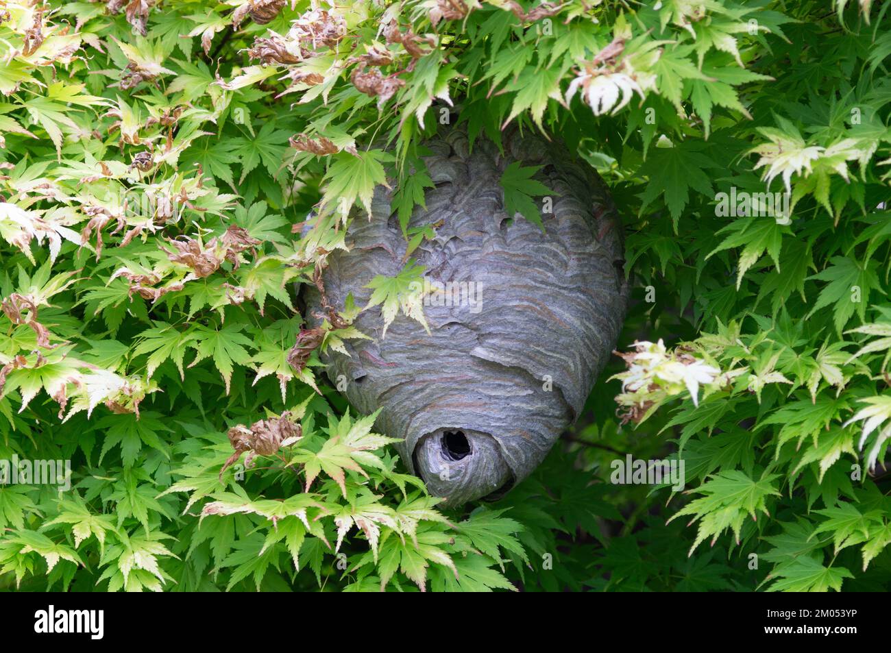 Anida de avispas en un jardín Foto de stock