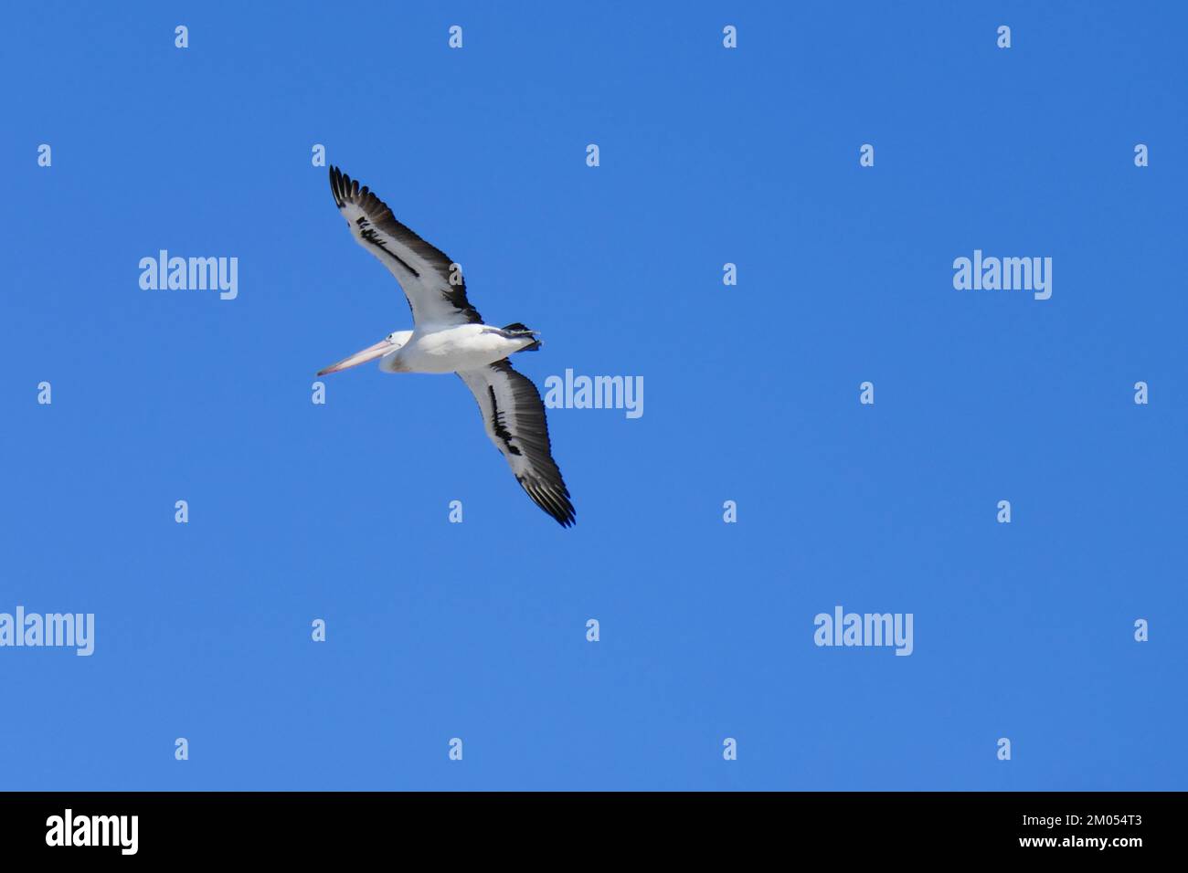 Un pelícano en vuelo, volando a través de los cielos australianos Foto de stock