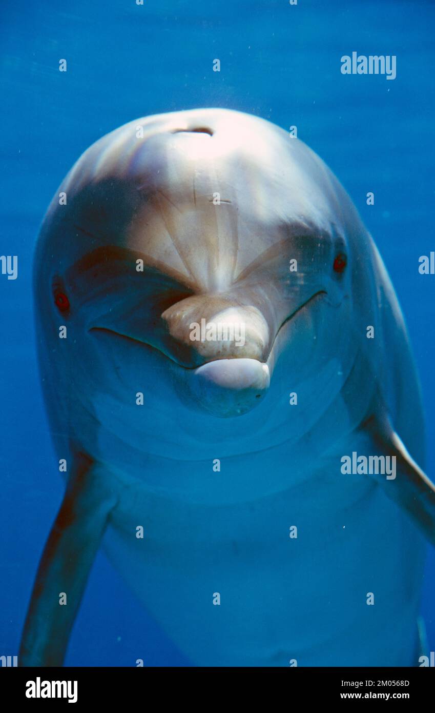 Vida salvaje. Mamíferos acuáticos. Delfín mular Común. (Tursiops truncatus) Foto de stock