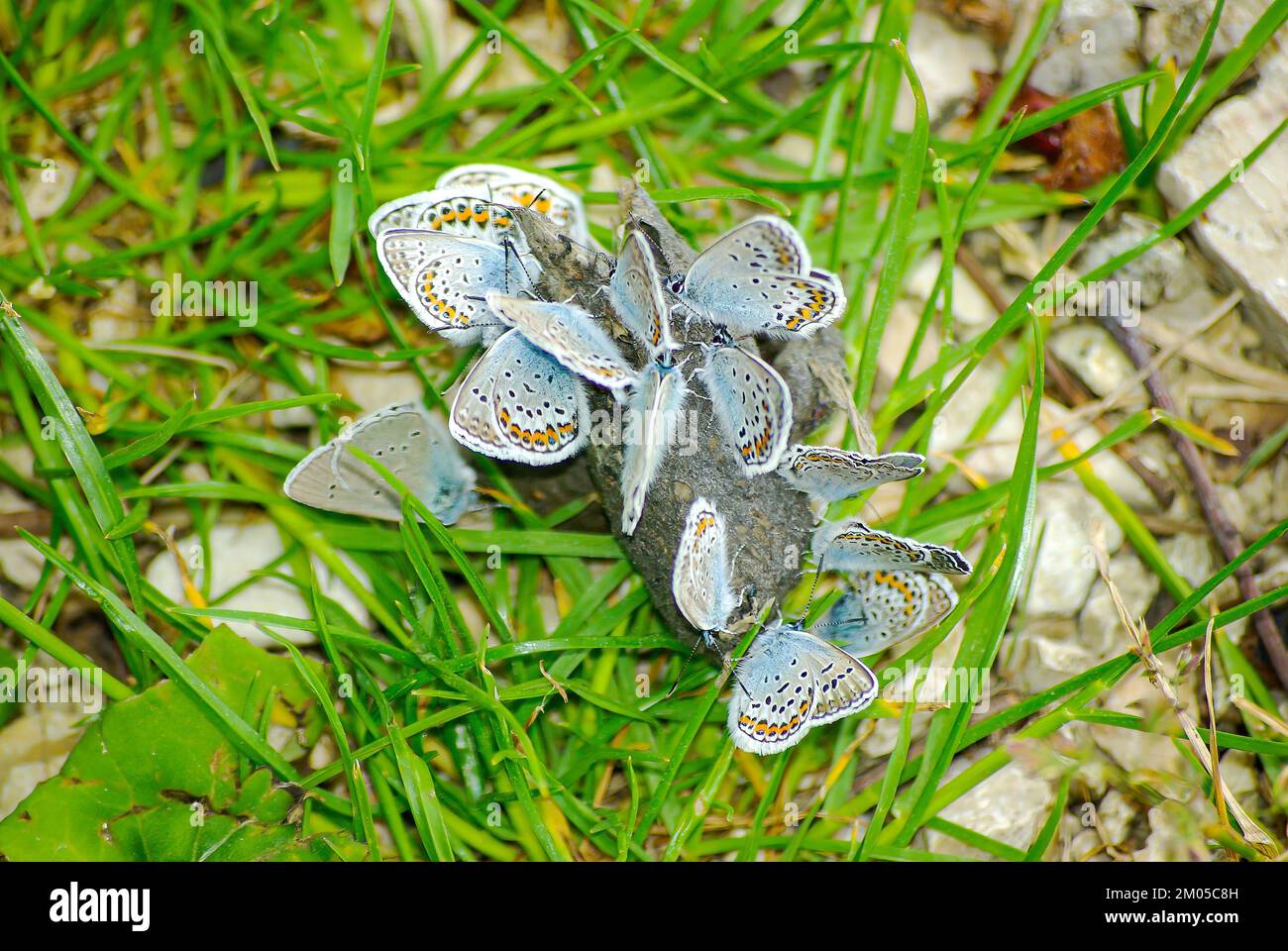 Un grupo de lycaenidae, hermosas mariposas, se reunieron para alimentarse de un montón de excrementos. Foto de stock
