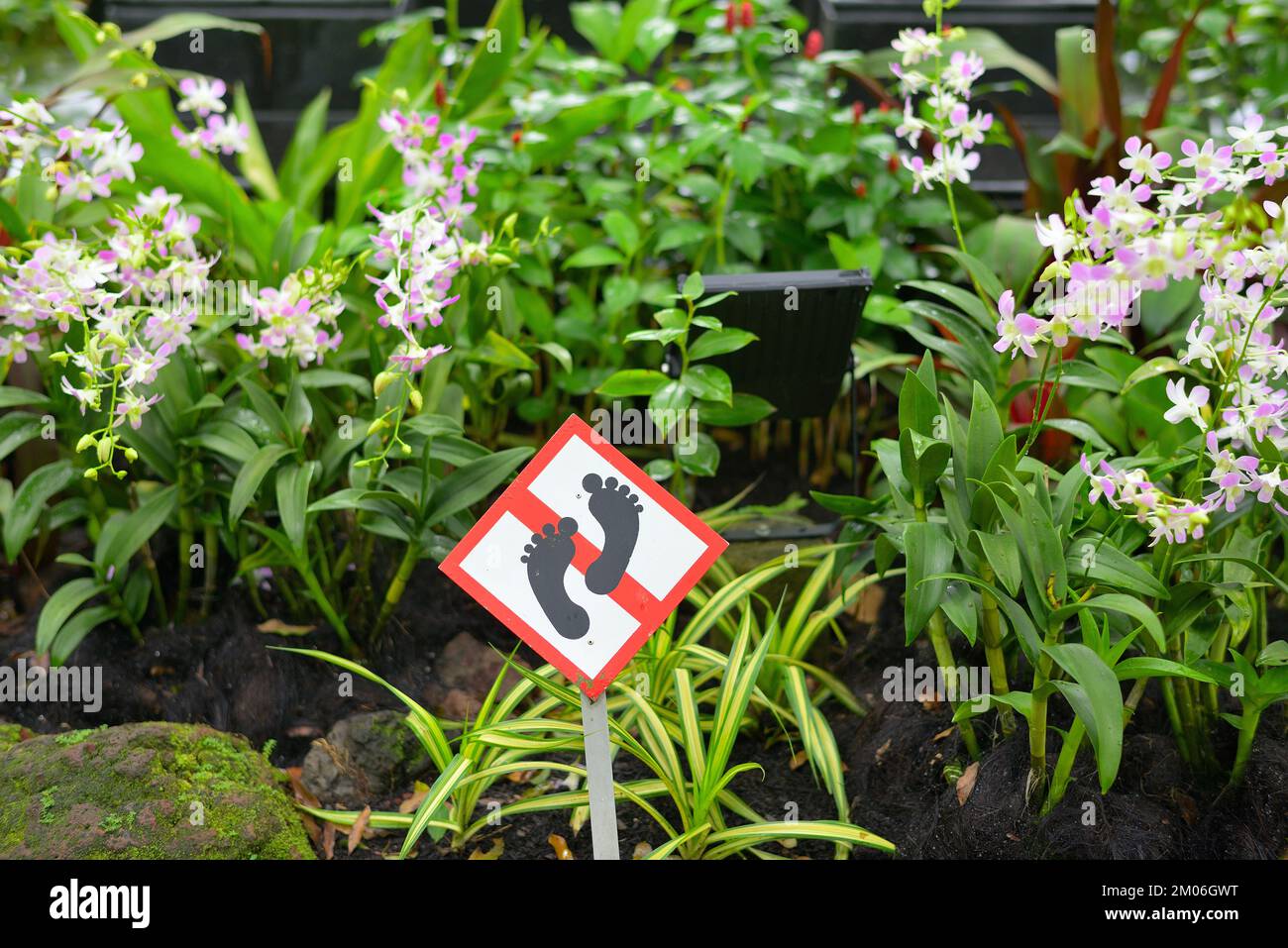 Orquideas asiáticas fotografías e imágenes de alta resolución - Página 6 -  Alamy