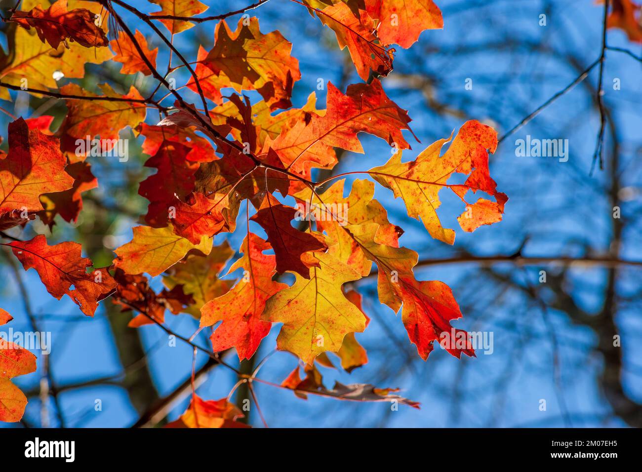 Ramita de roble blanco (Quercus alba) en follaje pico de otoño. Hojas en tonos de rojo, contra un cielo azul. Refugio Nacional de Vida Silvestre del Río Assabet, Sudbury, MA Foto de stock