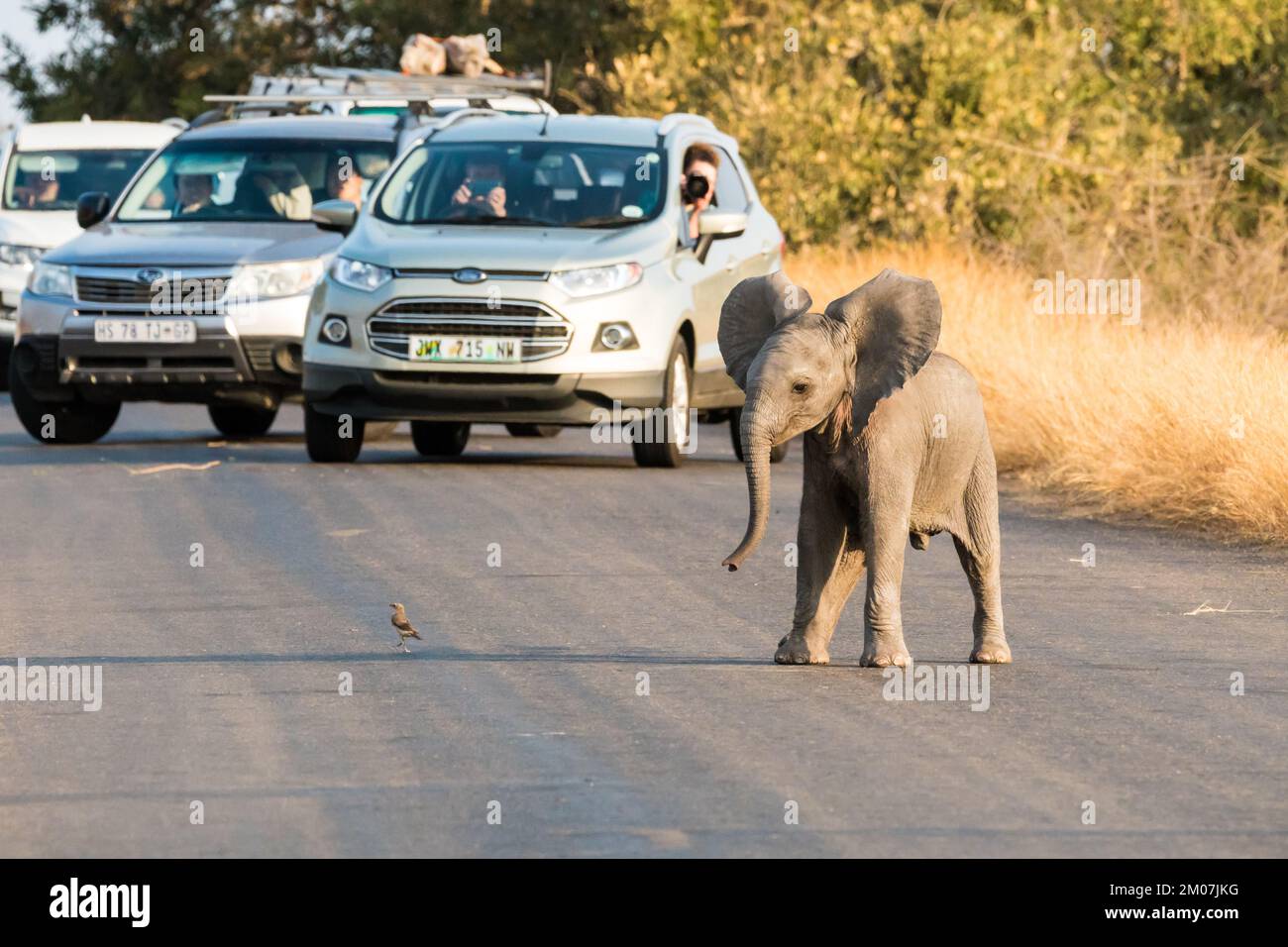 Bebé elefante africano (Loxodonta africana) jugando con un pájaro en la naturaleza mientras los turistas, los fotógrafos en los coches toman fotos de la diversión y los juegos Foto de stock