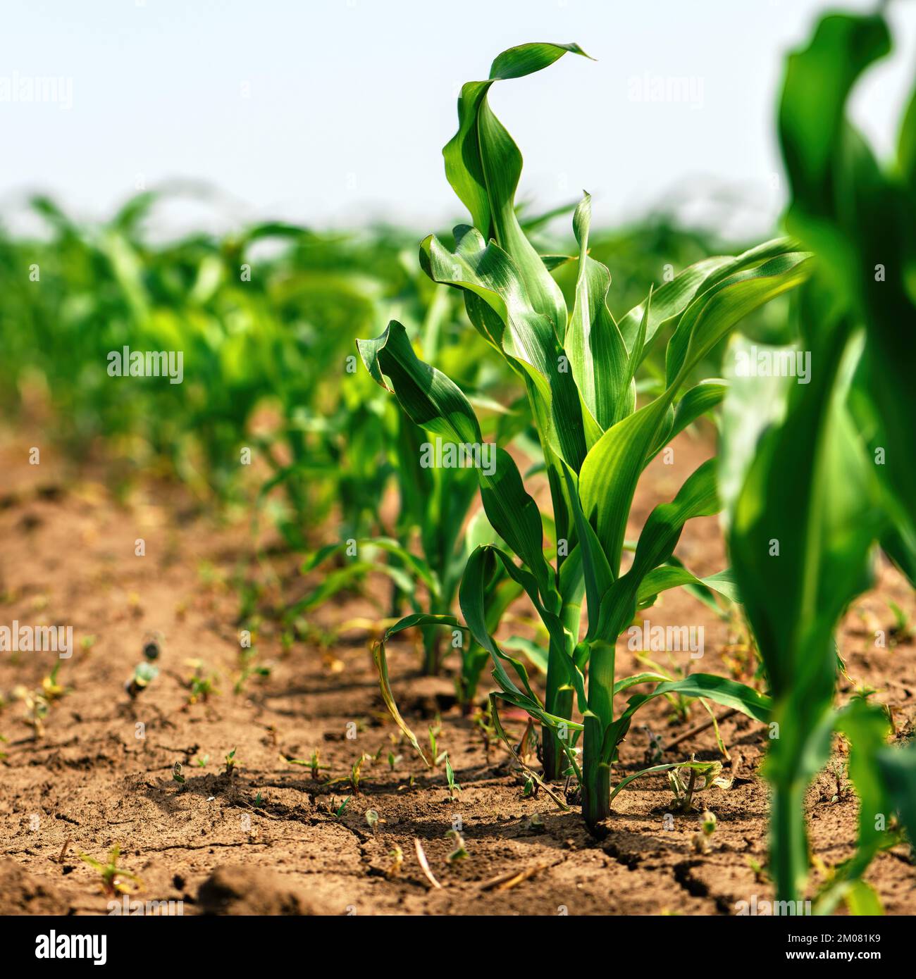 Brotes verdes de maíz pequeño en campo agrícola cultivado, vista de ángulo bajo. Concepto de agricultura y cultivo. Enfoque selectivo. Foto de stock