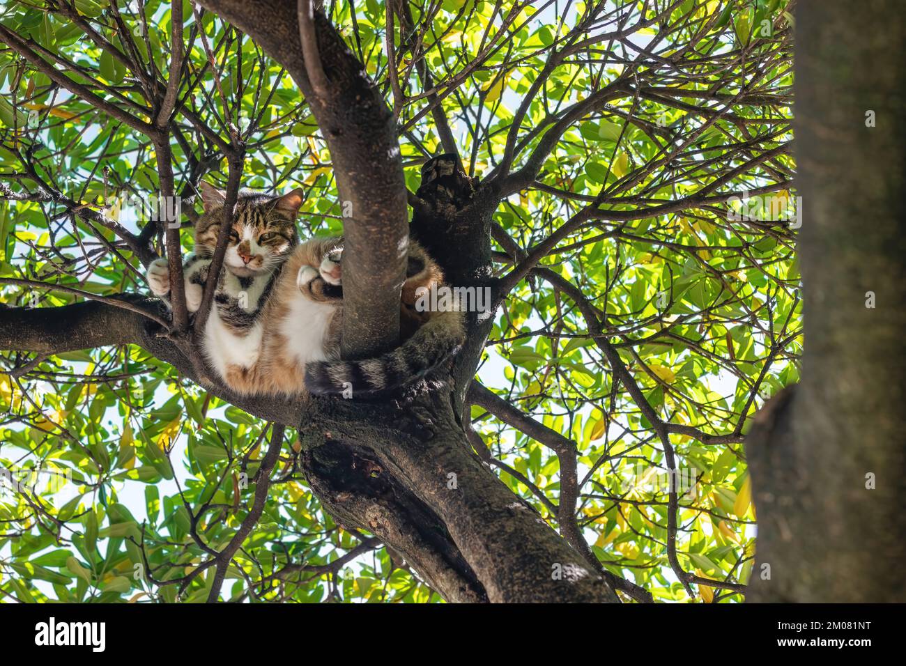 Gato perezoso perdido dormir en la rama de árbol en verano, enfoque selectivo Foto de stock