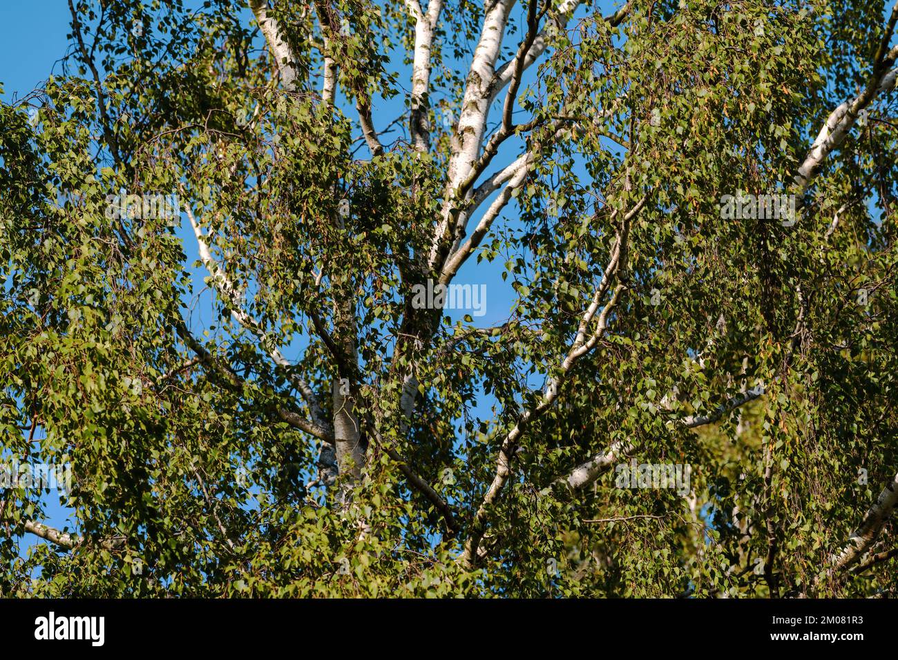 Blanco abedul bosque paisaje en verano. Bosque caducifolio escandinavo como fondo. Foto de stock
