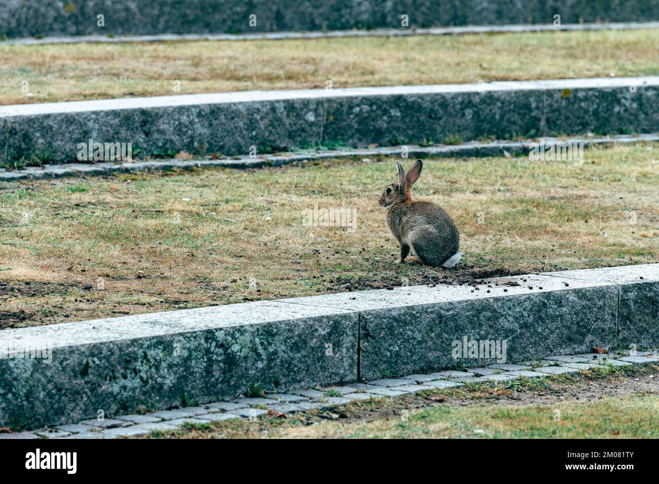 Coney conejo en Halmstad, Suecia. Animales salvajes en el entorno urbano. Foto de stock