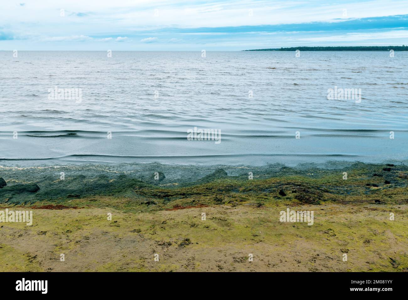Algas marinas verdes en la playa de Halmstad, Suecia Foto de stock