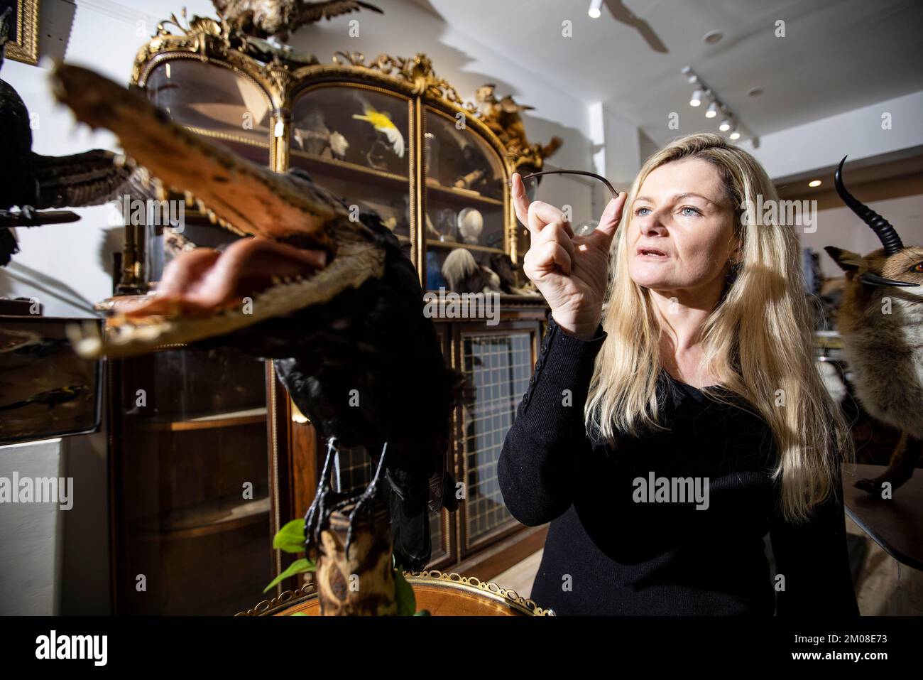 EL EXTRAÑO Y MARAVILLOSO EN LAS SUBASTAS CURADAS Rachael Osborn-Howard sosteniendo un raro hueso de pájaro Dodo, el pájaro de la presa extinto desde 1690 circa. Foto de stock