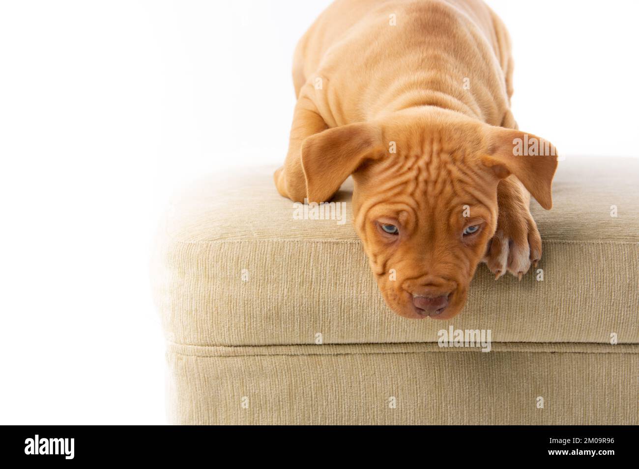 Cara arrugada de un perro fotografías e imágenes de alta resolución - Alamy