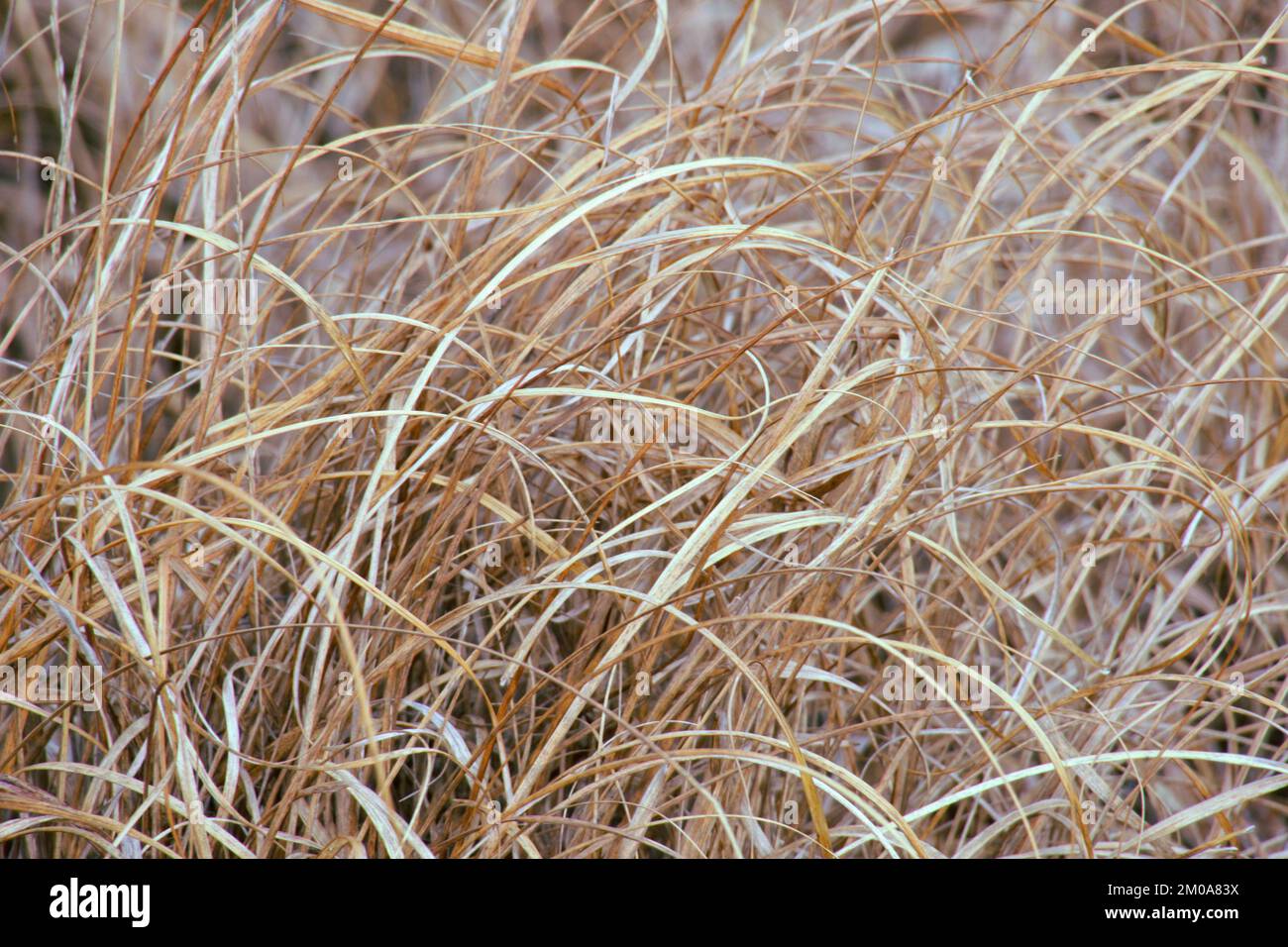 Hierba perenne brillante en la luz del sol del invierno en las tierras salvajes de Cannock Chase heathland Staffordshire en enero Foto de stock