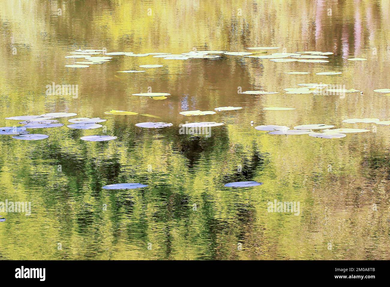 Fotografía en color semi abstracta, que muestra las aguas del bosque en un entorno verdaderamente salvaje, la imagen es un color abstracto con un estilo casi impresionista, Foto de stock
