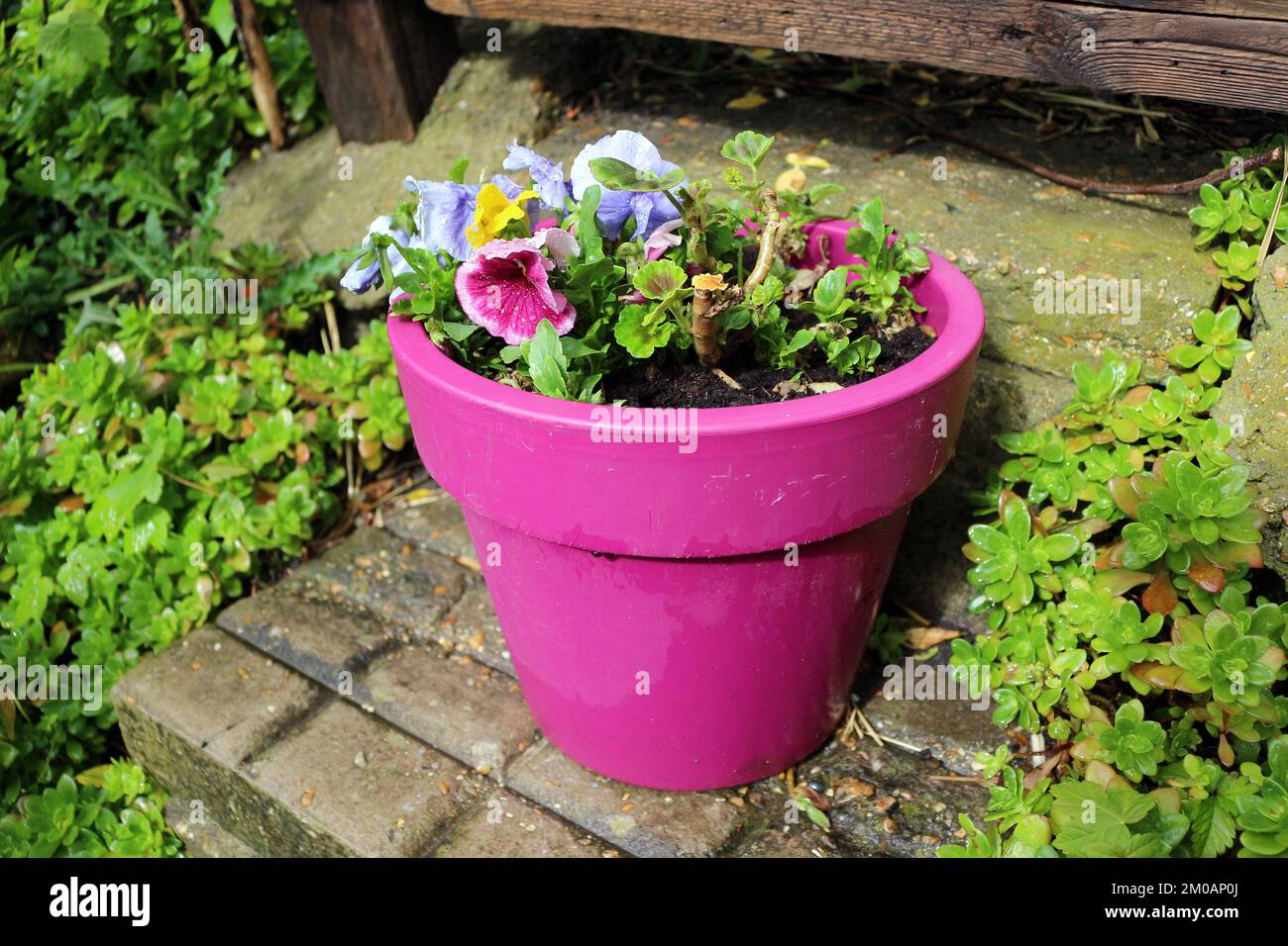 Flores coloridas en una olla afuera Foto de stock