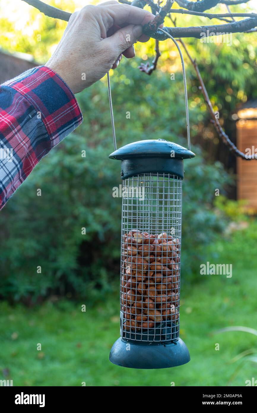 Colgando un alimentador de aves lleno de cacahuetes de un árbol para alimentar aves de jardín, Inglaterra, Reino Unido Foto de stock