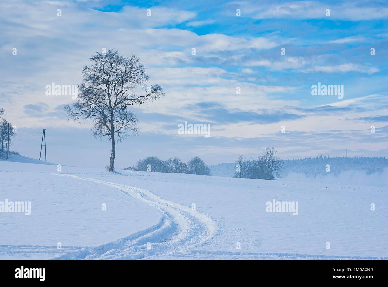 Árbol y en la nieve en un paisaje invernal, ejemplificado aquí por el Alb Suabia cerca de Muensingen, Baden-Wurttemberg, Fotografía de - Alamy