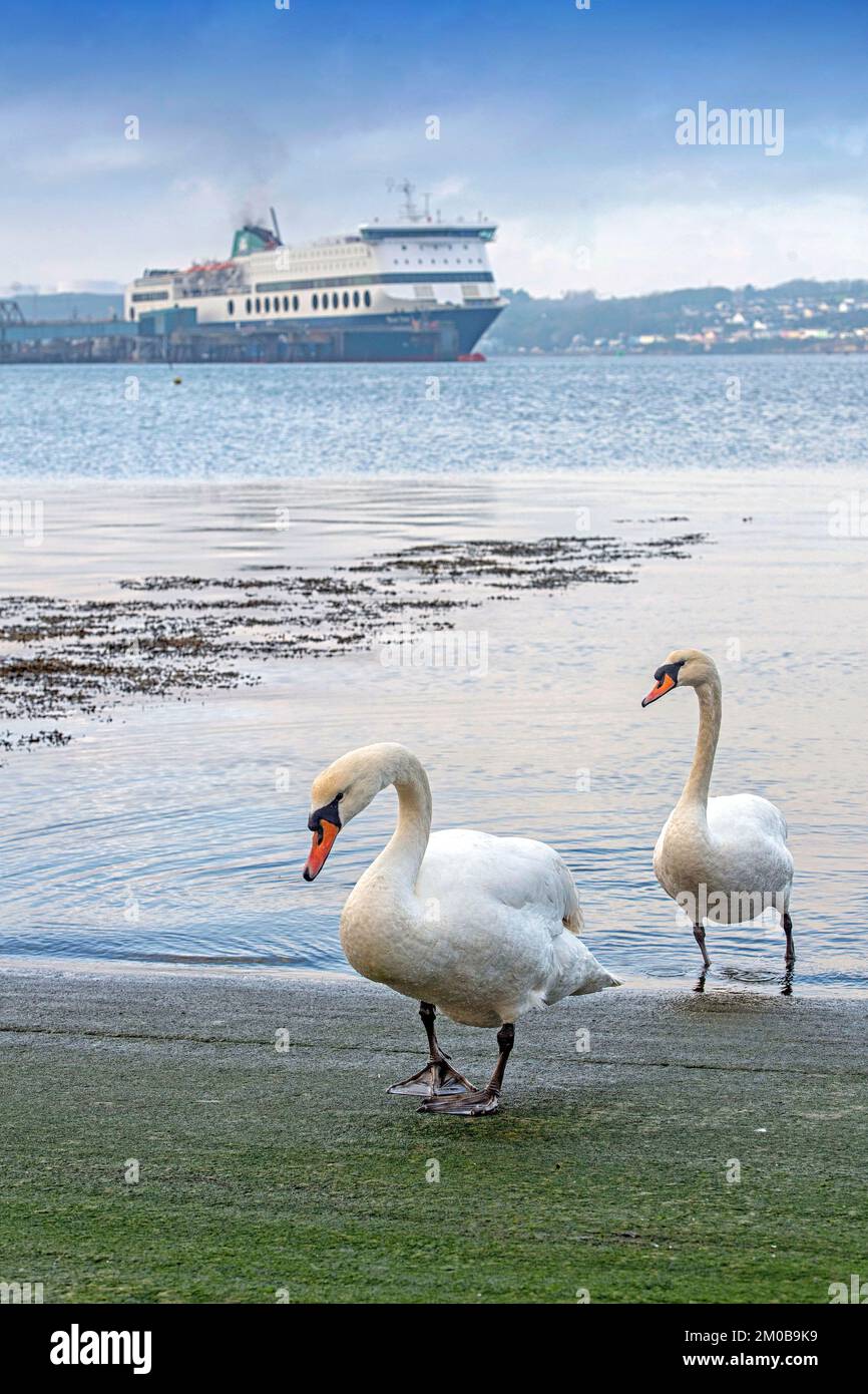 Un par de cisnes cerca del barco Irish Ferries llamado Blue Star 1 en Pembroke Dock en West Wales, Reino Unido. Foto de stock