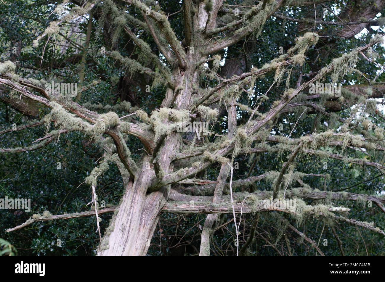 Liquen tupido que crece sobre un árbol muerto Foto de stock