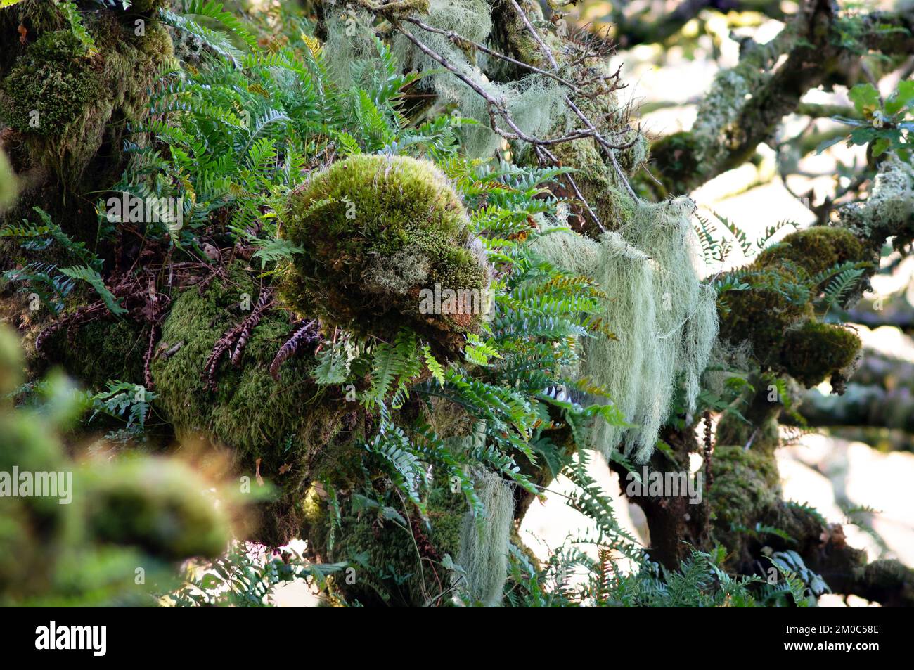 Musgos, helechos y líquenes en Wistman's Wood, Dartmoor Foto de stock