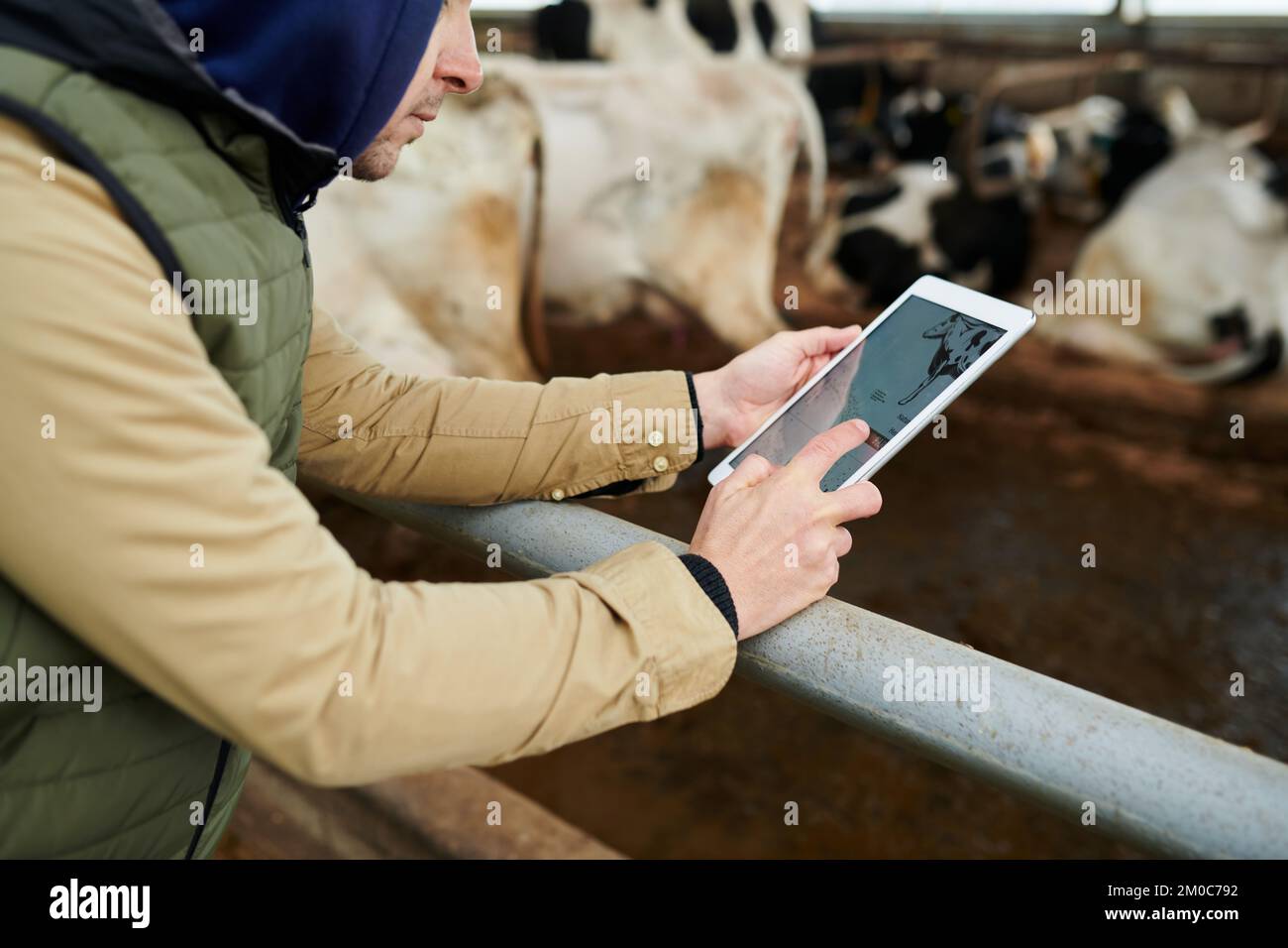 Primer plano de un joven trabajador de cowfarm con una tableta desplazándose a través de instrucciones en línea o recomendaciones sobre el cuidado del ganado Foto de stock
