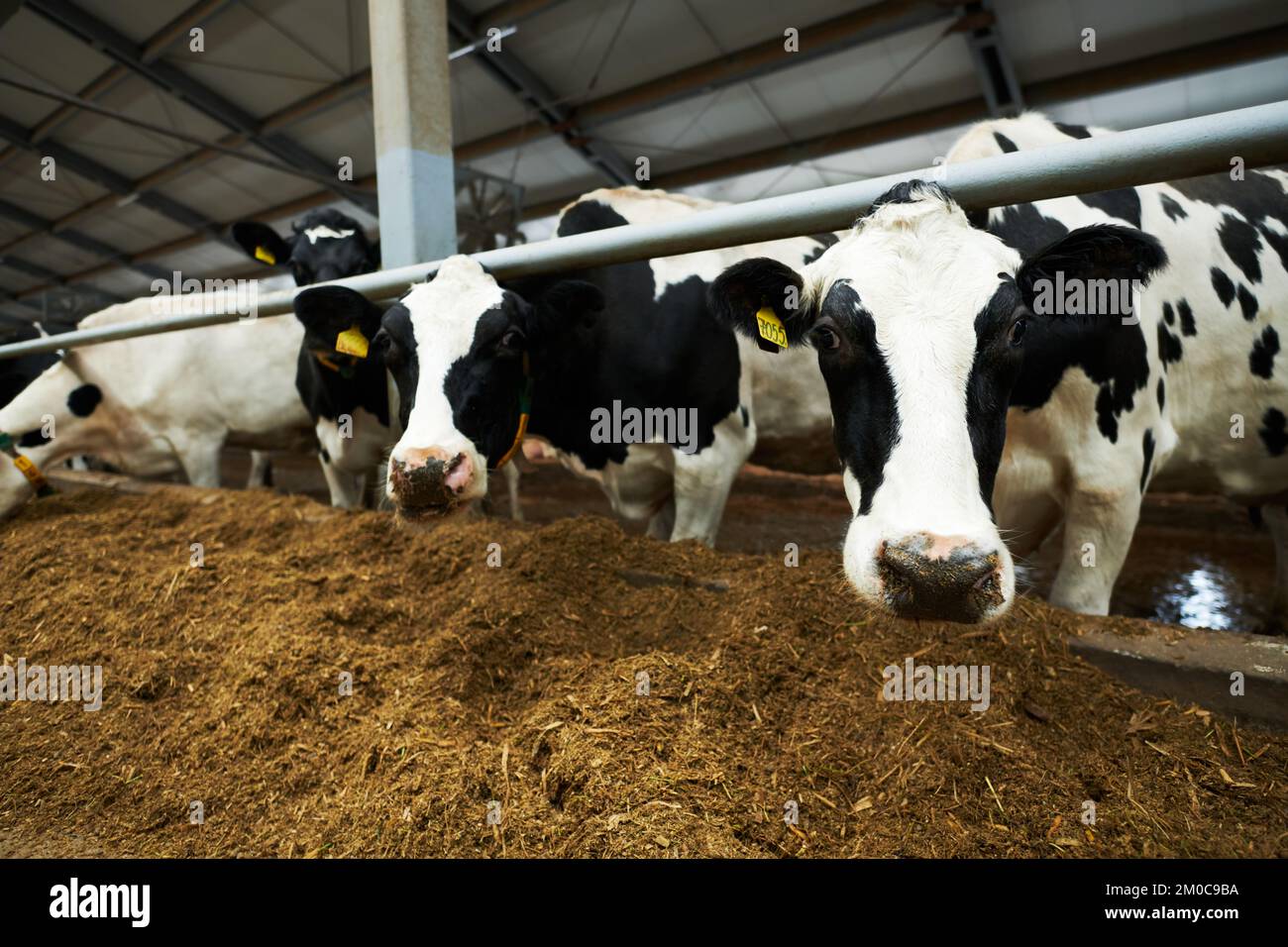 Grupo de vacas lecheras de raza blanca y negra de pie en el cowshed delante del alimentador y la forja de comer mientras uno de ellos mira la cámara Foto de stock