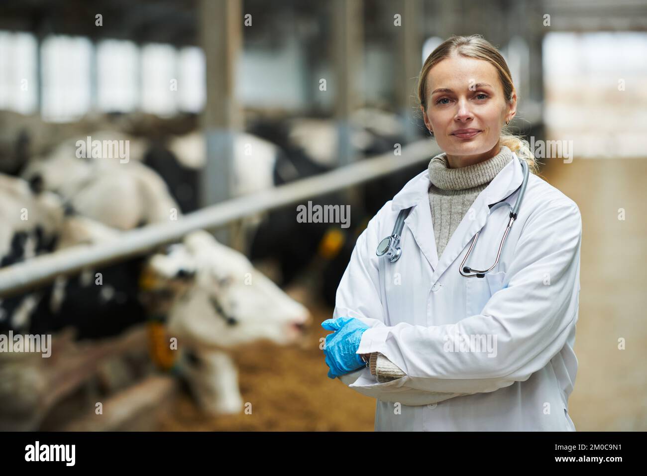 Joven veterinario exitoso en bata blanca y guantes cruzando los brazos por el pecho mientras está de pie frente a la cámara contra el cowshed Foto de stock