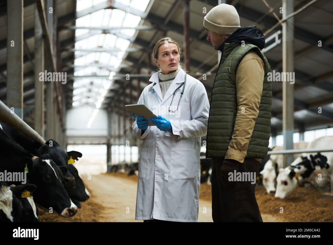 Joven médico veterinario serio con la tableta mirando al propietario de cowfarm durante la discusión de los puntos médicos mientras que de pie entre cowsheds Foto de stock