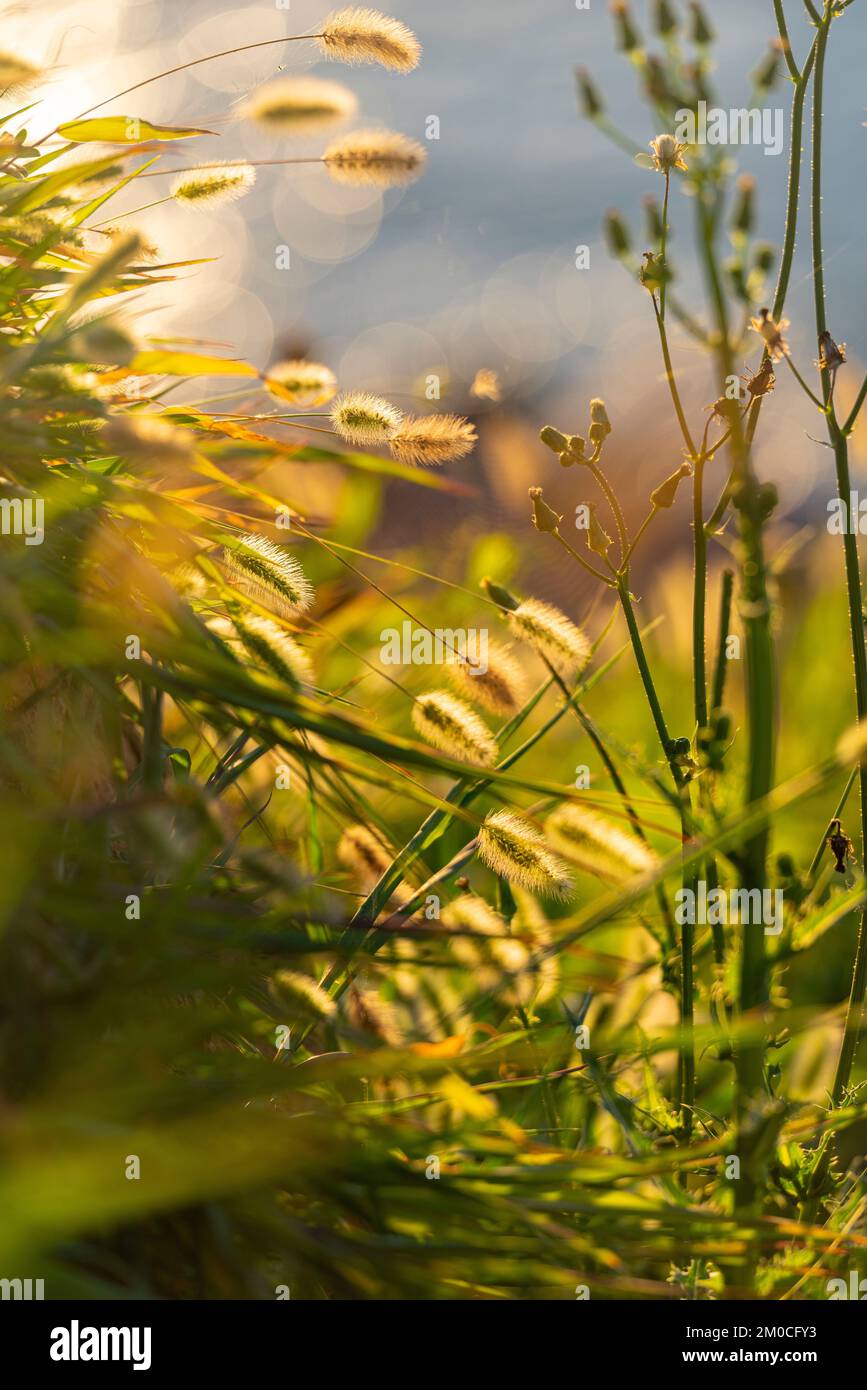 Un tiro vertical de Setaria pumila hierba con el brillante sol en el fondo Foto de stock