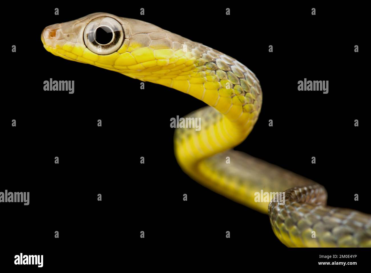 Serpiente de látigo amazónico (Chironius carinatus) Foto de stock