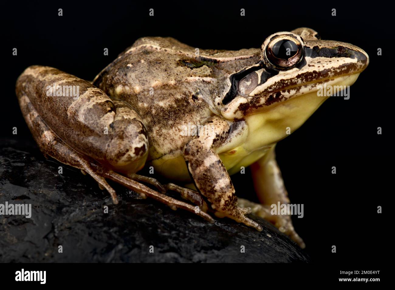 Ránidos de cara larga (Leptodactylus longirostris) Foto de stock