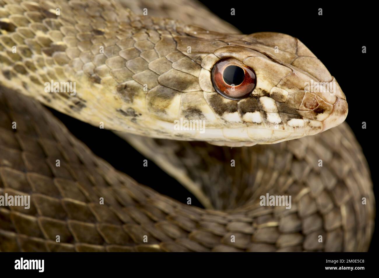 Serpiente del Este de Montpellier (Malpolon insignitus) Foto de stock