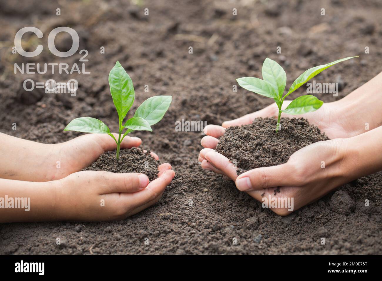 Medio Ambiente Día de la Tierra en manos de árboles que crecen plántulas.  Mano femenina sosteniendo el árbol, reducir el calentamiento global,  concepto de amor al mundo Fotografía de stock - Alamy