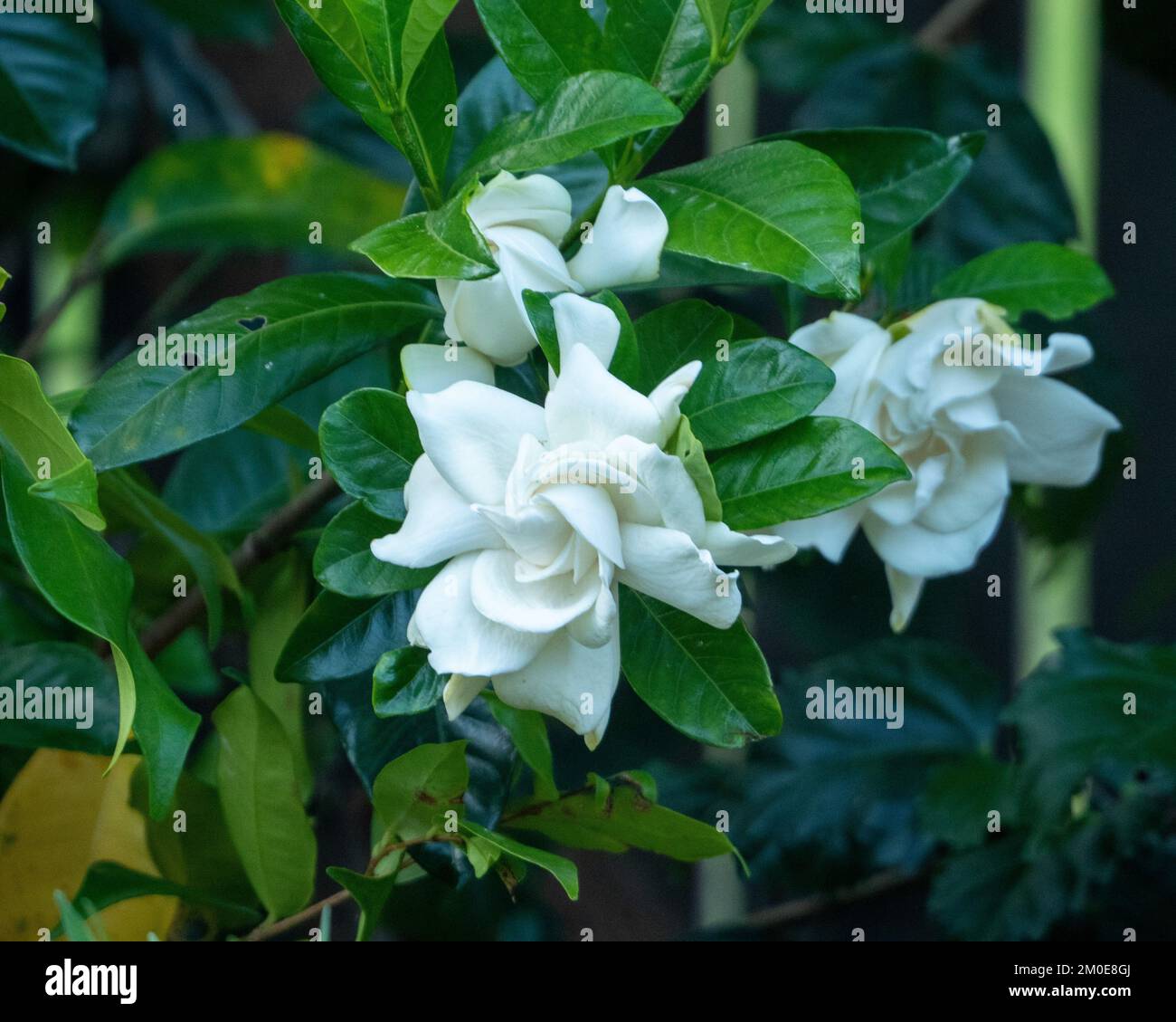 Gardenias fotografías e imágenes de alta resolución - Alamy