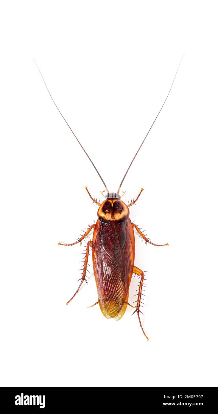 Vista alta de una cucaracha Americana, Periplaneta americana, aislada sobre blanco Foto de stock