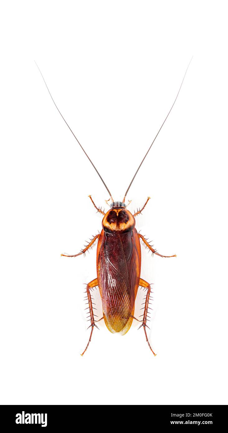 Vista alta de una cucaracha Americana, Periplaneta americana, aislada sobre blanco Foto de stock