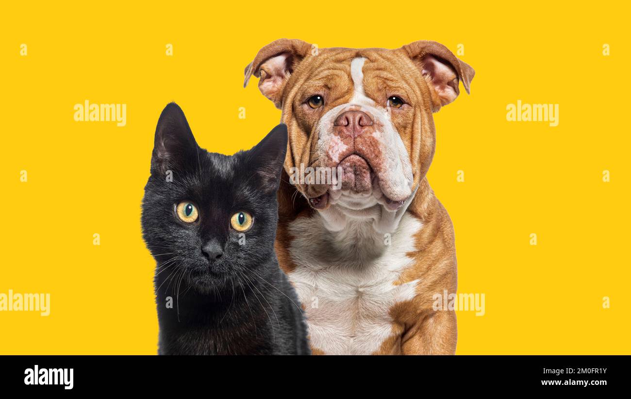 foto de cabeza de perro y gato junto con fondo amarillo mirando la cámara  Fotografía de stock - Alamy