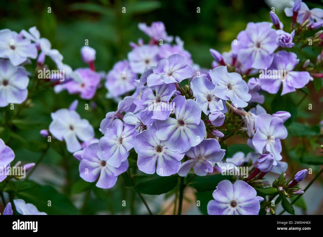 Flores de planta perenne de jardín Phlox paniculata 'Señora Gris'. Foto de stock