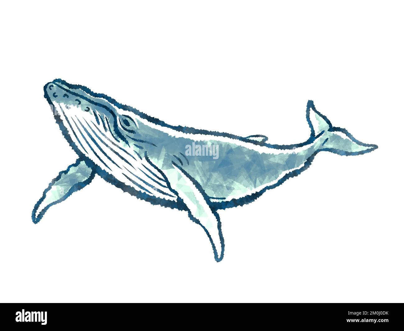 Ilustración de cuerpo entero de ballena aislada sobre fondo blanco Foto de stock